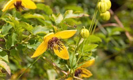 Gardens Yellow Flowers For Autumn Life And Style The Guardian