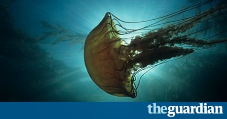 Image result for images of lunatics panicking