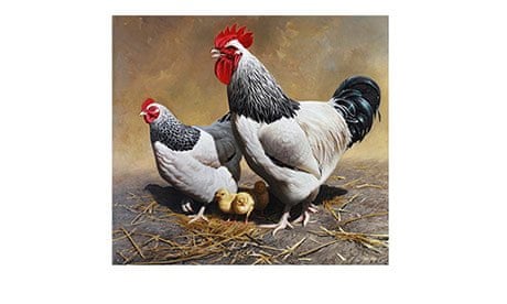A family of Light Sussex chickens painted by Chris Jones