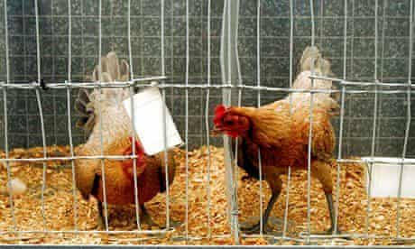 Chickens on display at an agricultural show