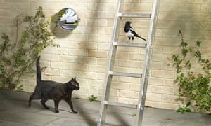 A black cat, ladder, magpie and broken mirror