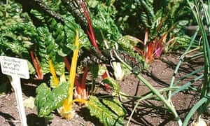Top Ten Winter Vegetables Life And Style The Guardian