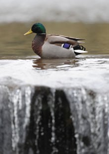 A mallard duck