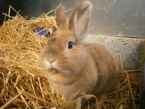 real life easter bunnies in need of a