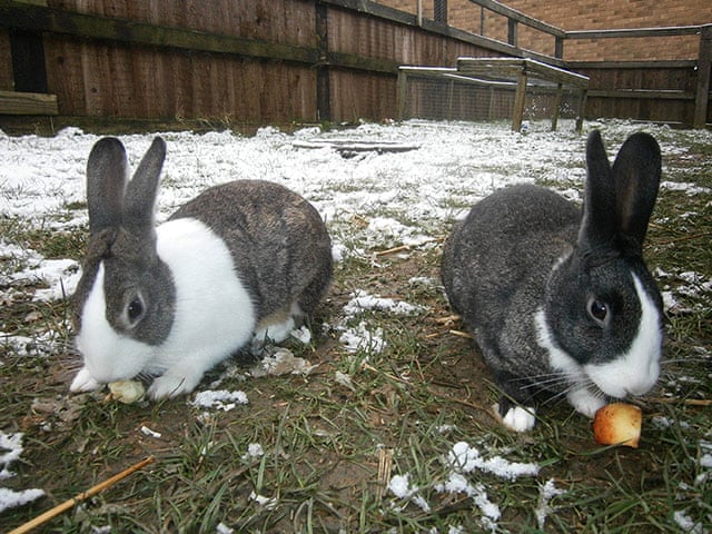 real life easter bunnies in need of a