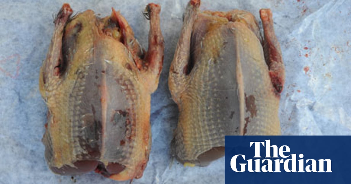 Why Wood Pigeon Is Good For You Food The Guardian Why Wood Pigeon Is Good For You Food The Guardian