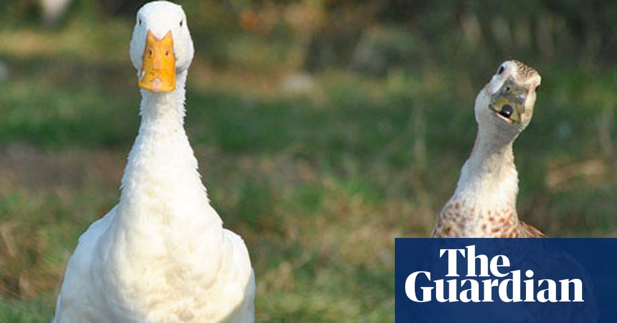 Don T Duck Out Gardens The Guardian