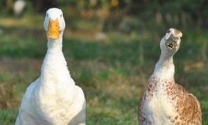 Duck keeping for beginners | Life and style | The Guardian