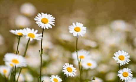 Download Oxeye Daisies Gardens The Guardian