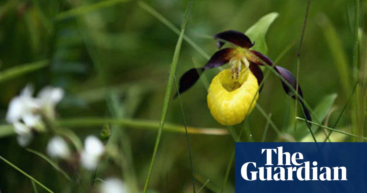 Lady S Slipper Orchids Gardens The Guardian