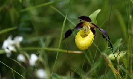 Lady S Slipper Orchids Gardens The Guardian
