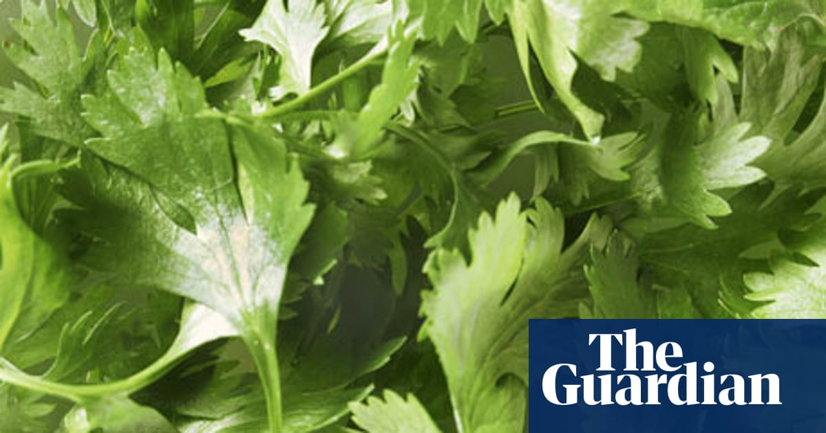 Why Flat Leaf Parsley Is Good For You Food The Guardian Why Flat Leaf Parsley Is Good For You Food The Guardian