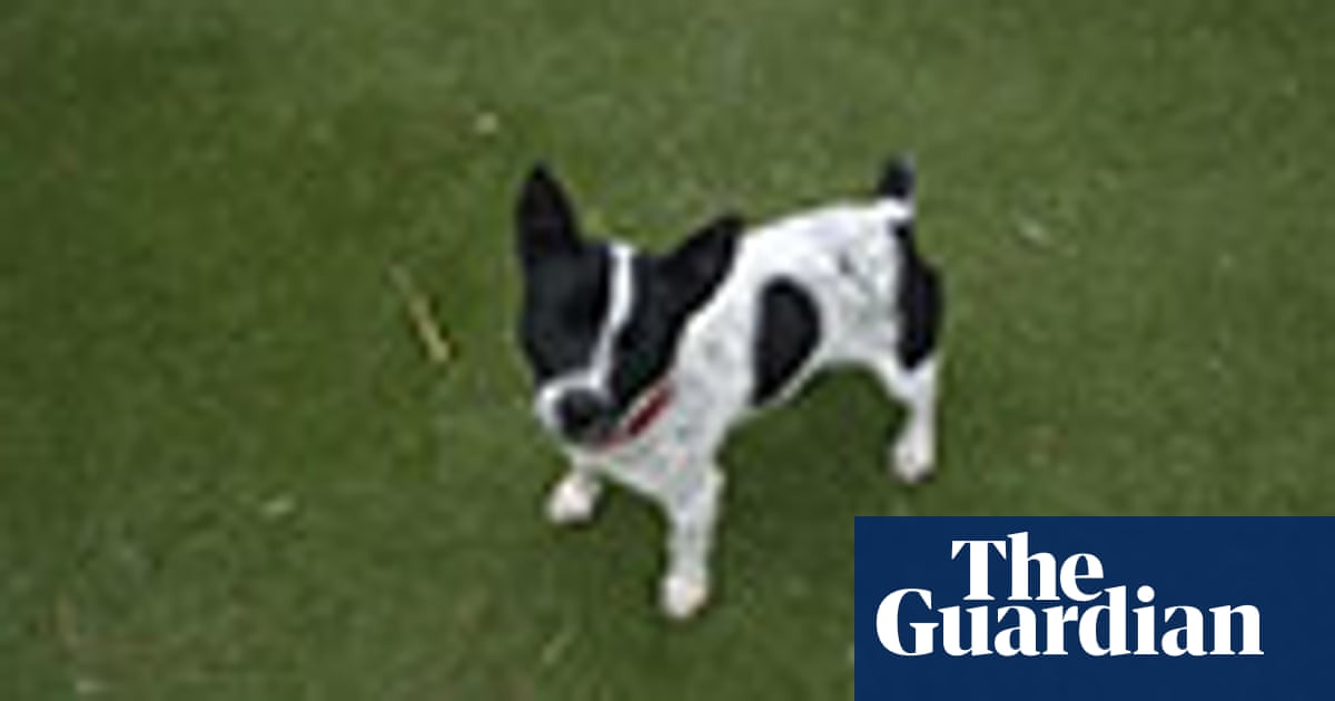 Dogs In Need Of A Home In Pictures Life And Style The Guardian