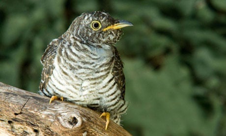 A young cuckoo (Cuculus canorus) perched on a branch