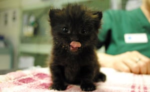 Pet picture of the day: the abandoned kitten found on the tube | Life