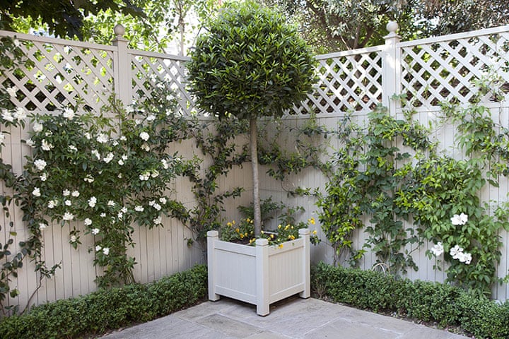 Tiny courtyard garden in Chiswick - in pictures | Life and style | The Guardian Tiny courtyard garden in Chiswick - in pictures | Life and style | The Guardian on Tiny Courtyard Gardens
 id=55533