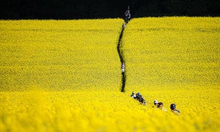 Field of oilseed rape on the Race to the Stones route