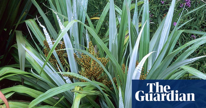 New Zealand Plants For Uk Gardens In Pictures Life And Style The Guardian New Zealand Plants For Uk Gardens In Pictures Life And Style The Guardian