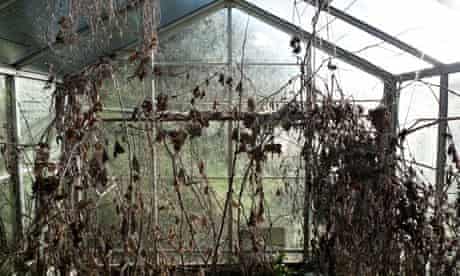 Dead plants in a greenhouse