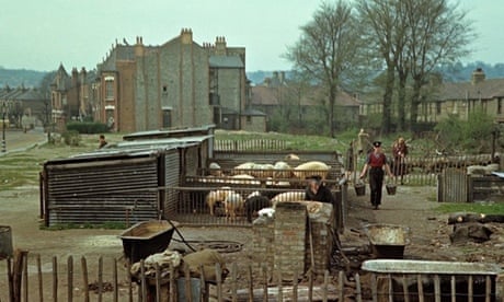 Pigs being reared on a blitzed area of north London in April 1944