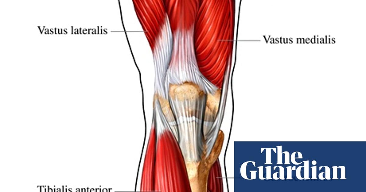 Leg Muscle Diagram Simple / Major Muscle Groups Guide ...
