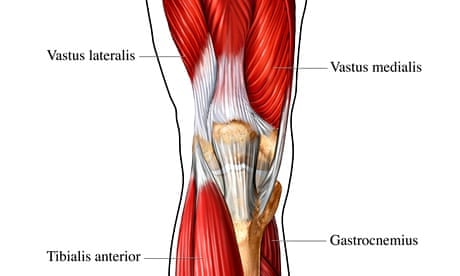 The muscles of the leg