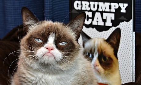 Why the internet loves cats – not dogs | Cats | The Guardian