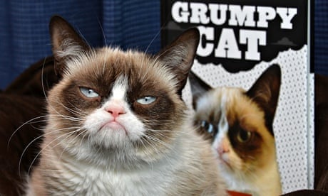 Grumpy Cat Rules Why the internet loves cats – not dogs | Cats | The Guardian