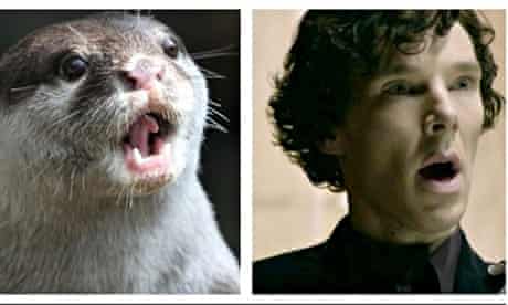 Otters who look like Benedict Cumberbatch