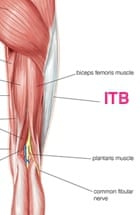 Iliotibial band anatomy showing insertion of in-series muscles