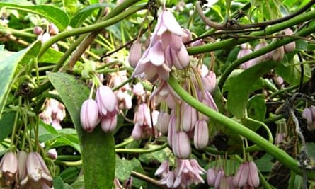 Hoelboellia latifolia