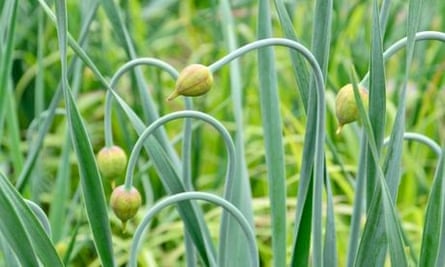 Allium obliquum