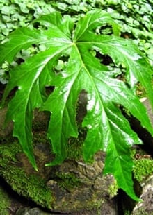 Begonia panchtharensis