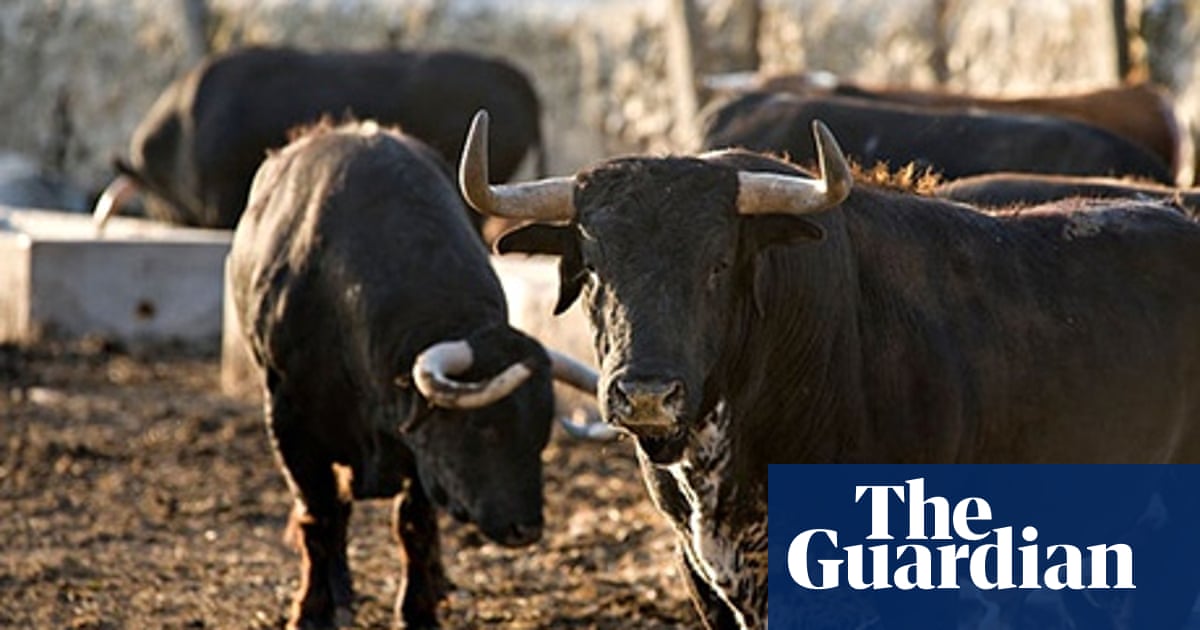 Fighting bull beef: 'The most ecological meat in the world' | Beef | The  Guardian