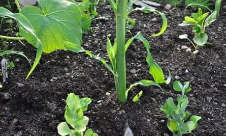 Four sisters planting guild - sweetcorn, squash, pea and amaranth