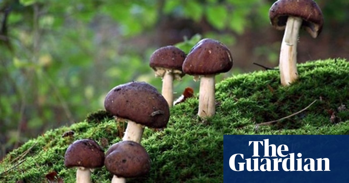 Gardening For Free Compost Magic And Mushrooms Life And Style