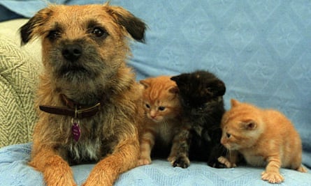 Lloyds And Halifax Pull Out Of Pet Insurance Pet Insurance The Guardian