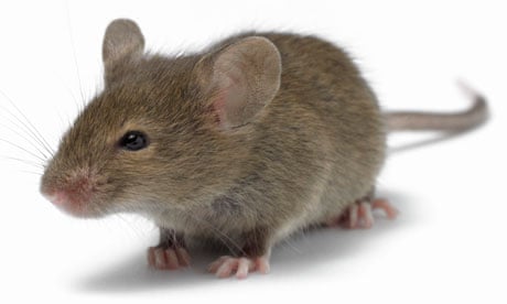 Best Mouse Traps, Blog