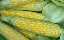 Close up of Sweet Corn USA