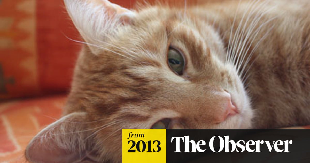 Investments Orlando Is The Cat S Whiskers Of Stock Picking Shares The Guardian