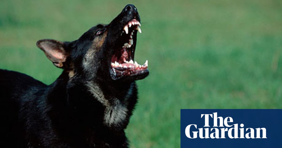 How Can We Stop The Neighbour S Dog Barking Money The Guardian