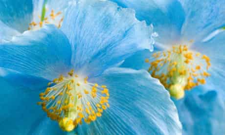 Himalayan blue poppy