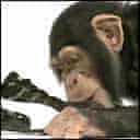 Puma chimpanzee ad