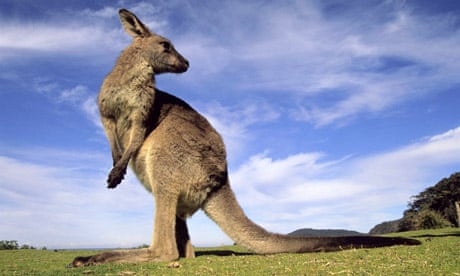 Australian fights off kangaroo in his undies after animal hops into house |  Australia news | The Guardian