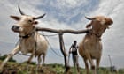 A farmer ploughs his field in the Medak district, India