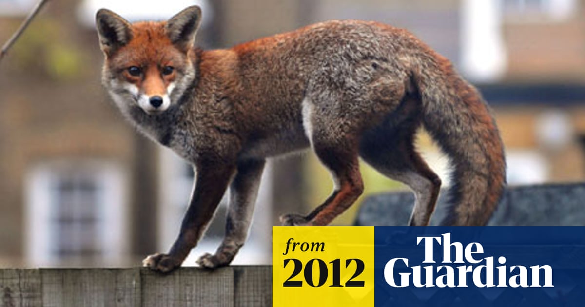 Channel 4 live shows to investigate urban foxes | Channel 4 | The Guardian