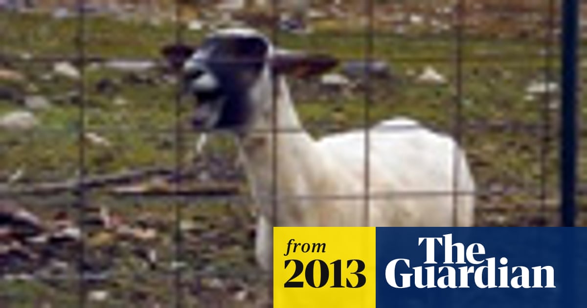 Viral Video Chart: Bon Jovi, goats galore and Jimmy Kimmel | Digital media  | The Guardian