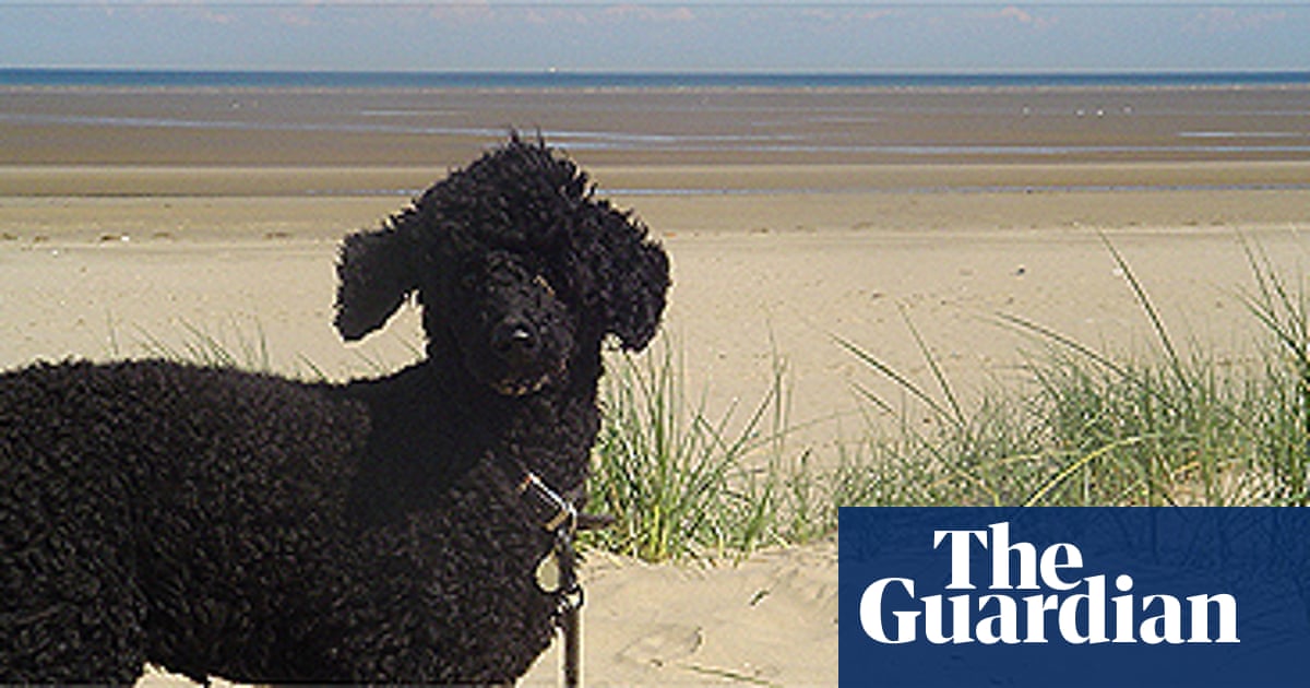 Rover by name | Insurance | The Guardian