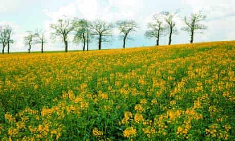 A field of oil seed rape