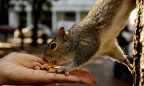 Squirrel Meat Flies Off Supermarket S Shelves Food The Guardian